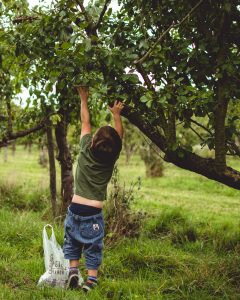 Picking Plums: Plum and Citrus Jam